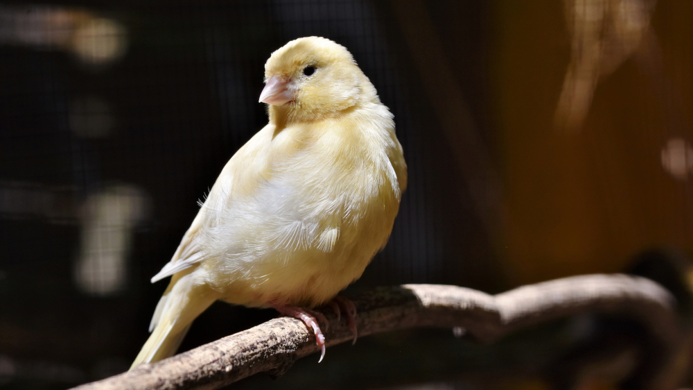 Photo of a canary