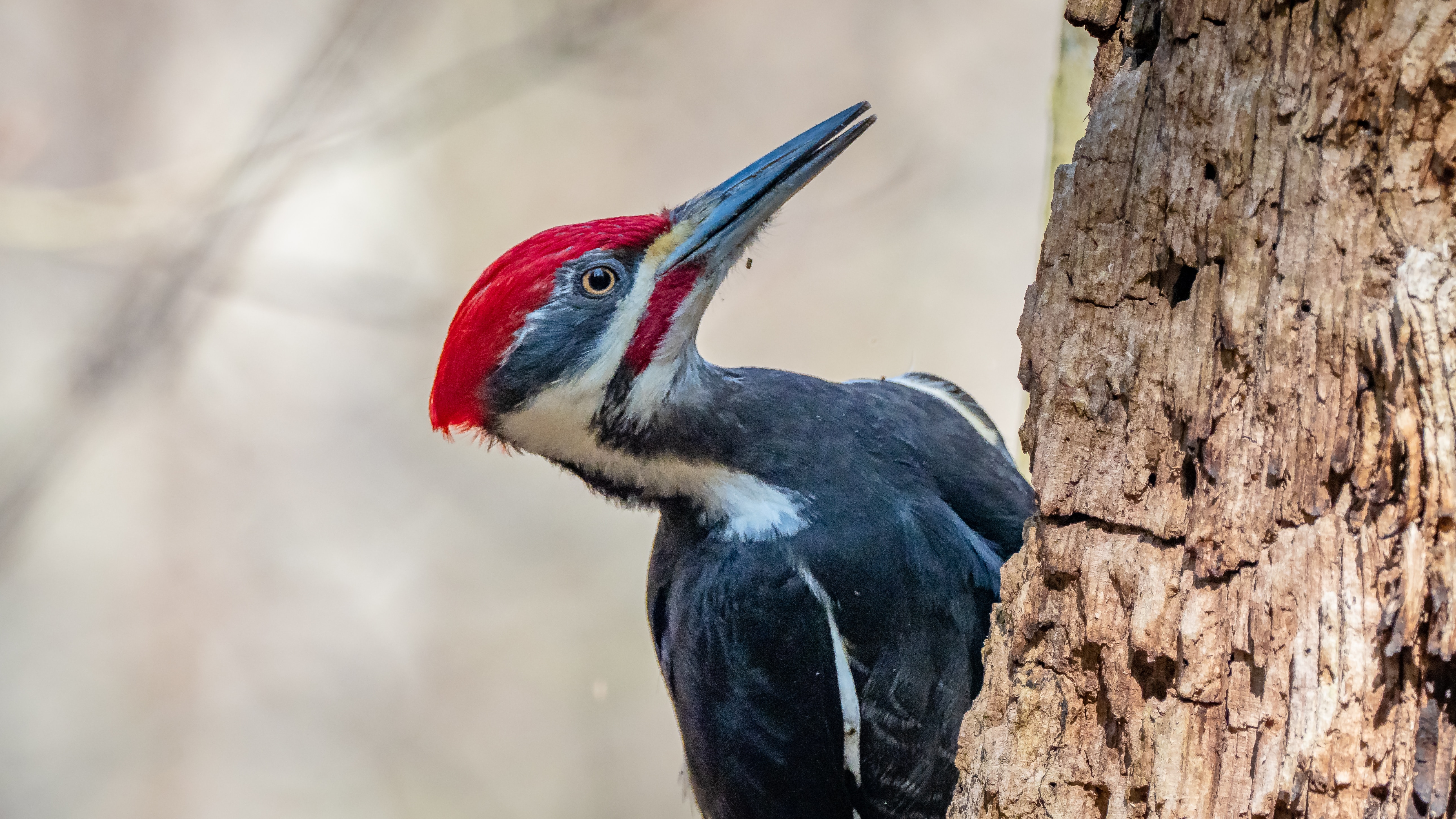 Photo of a pileated woodpecker