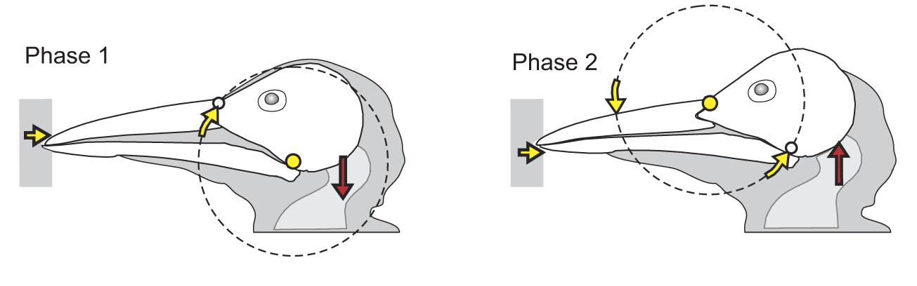 Schematic illustration of the two phases of beak retraction, as described in the text.