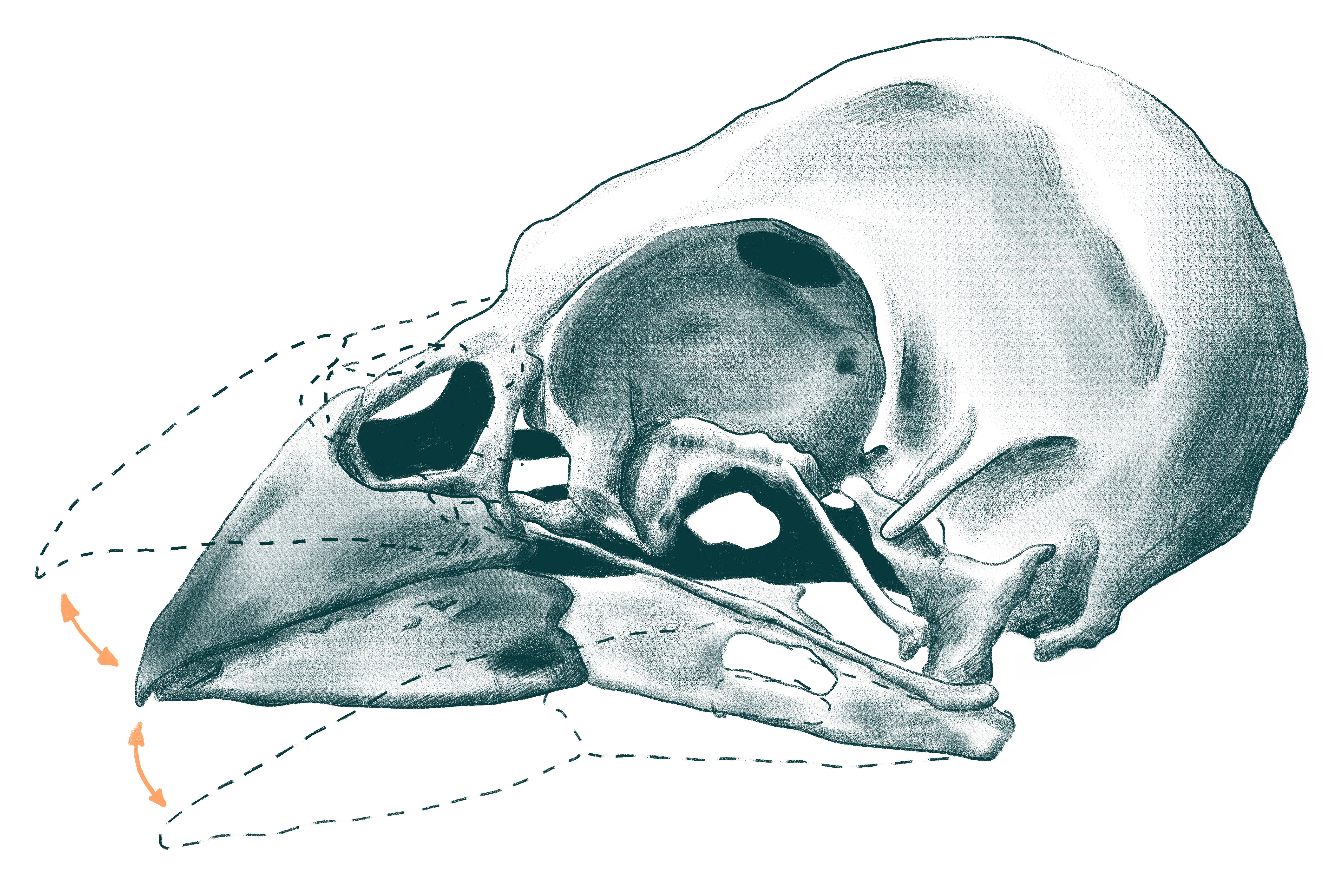 Drawing of a canary skull with arrows indicating up and down movements of upper and lower beak.