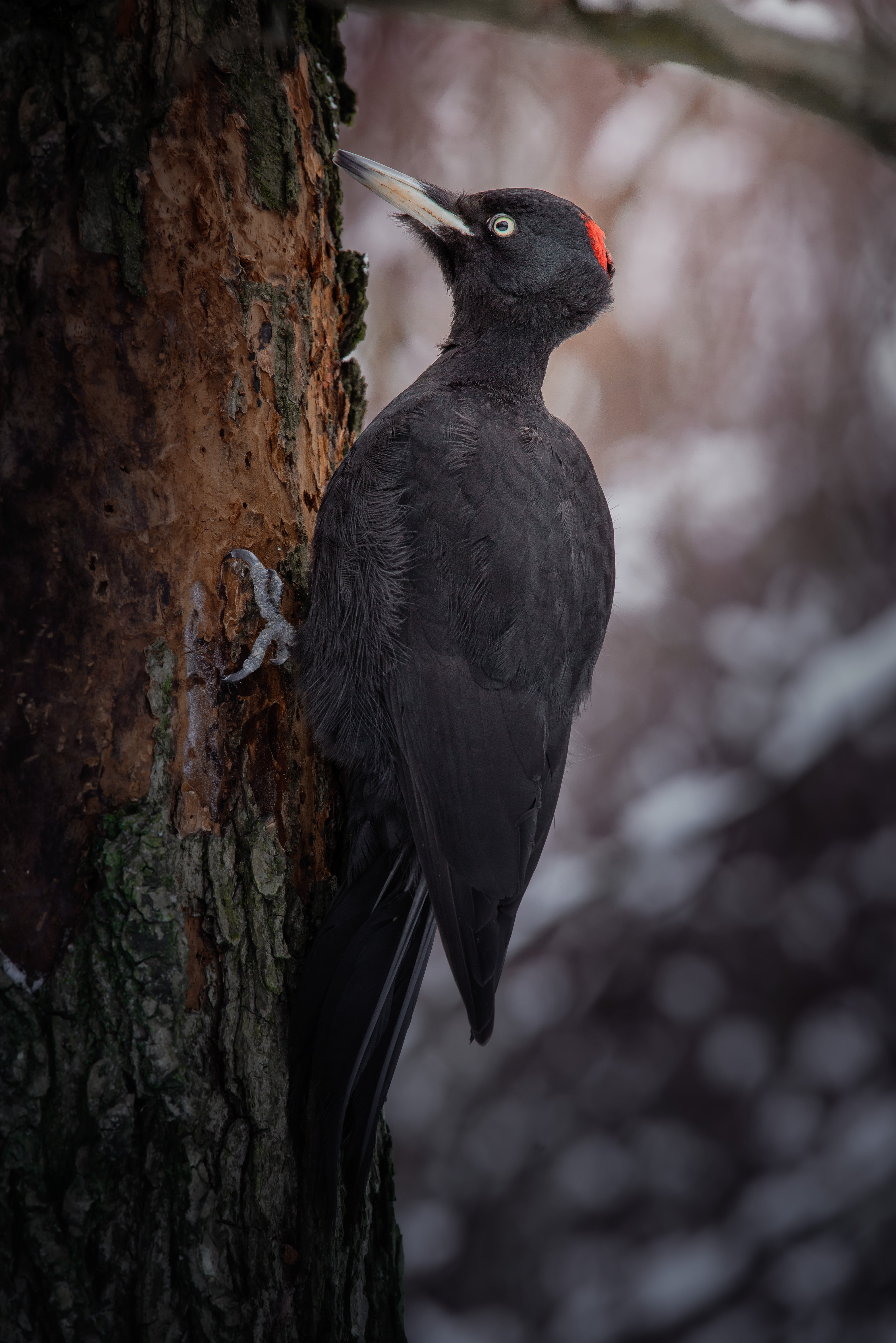 Photo of a black woodpecker