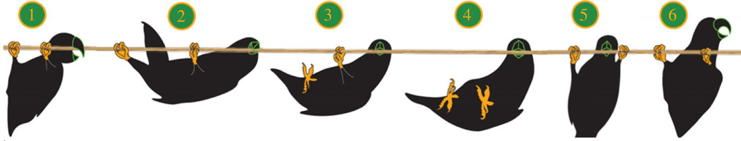 Schematic drawing of a parrot 'beakiating' along a horizontal branch.