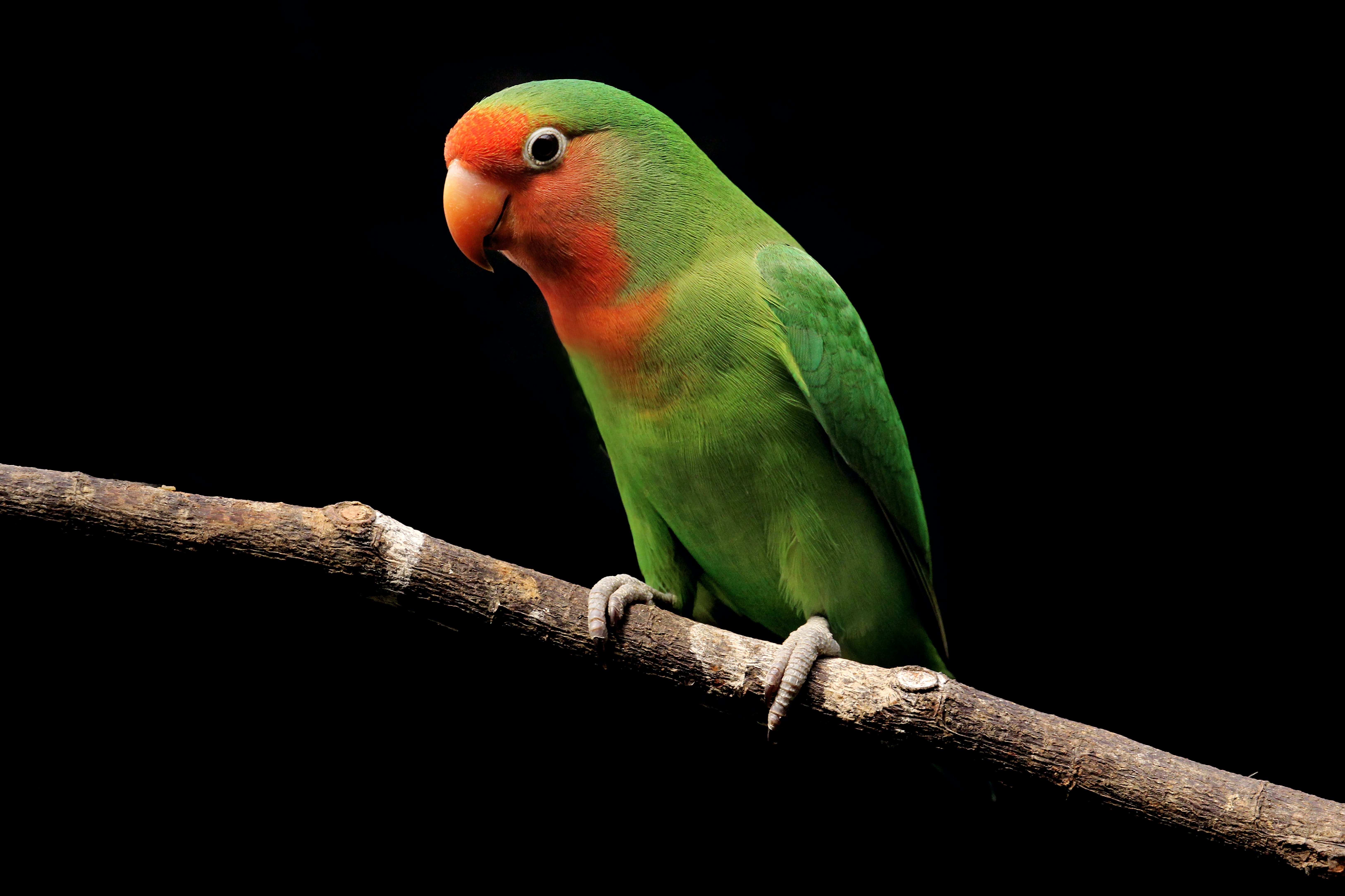 Photo of a rosy-faced lovebird