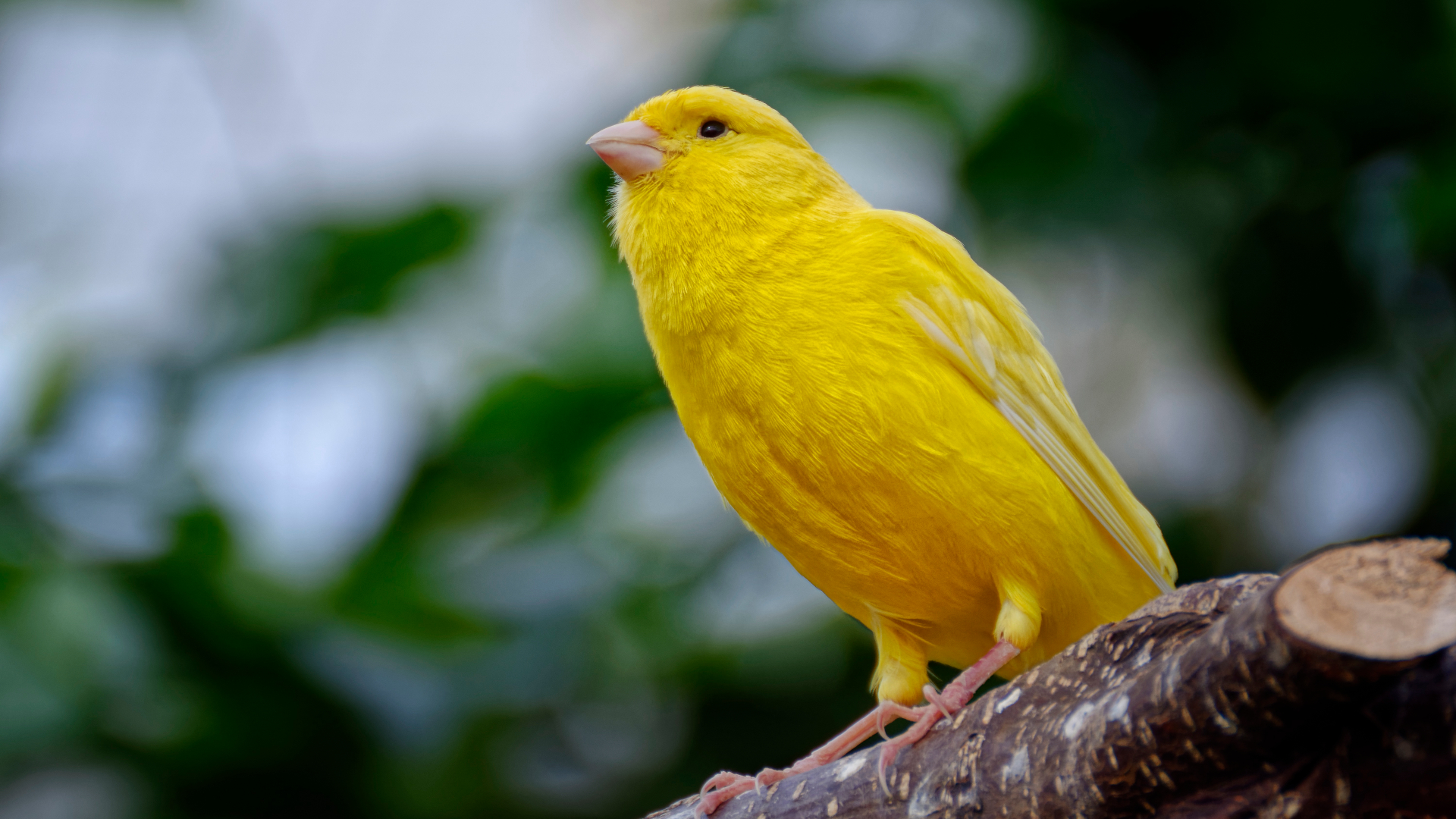 Photo of a yellow canary