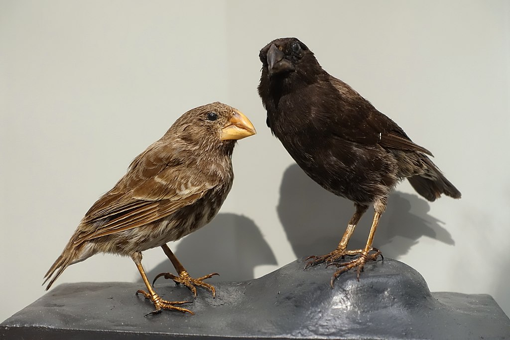 image from Drought-Induced Beak Changes Make Finch Songs Unfamiliar