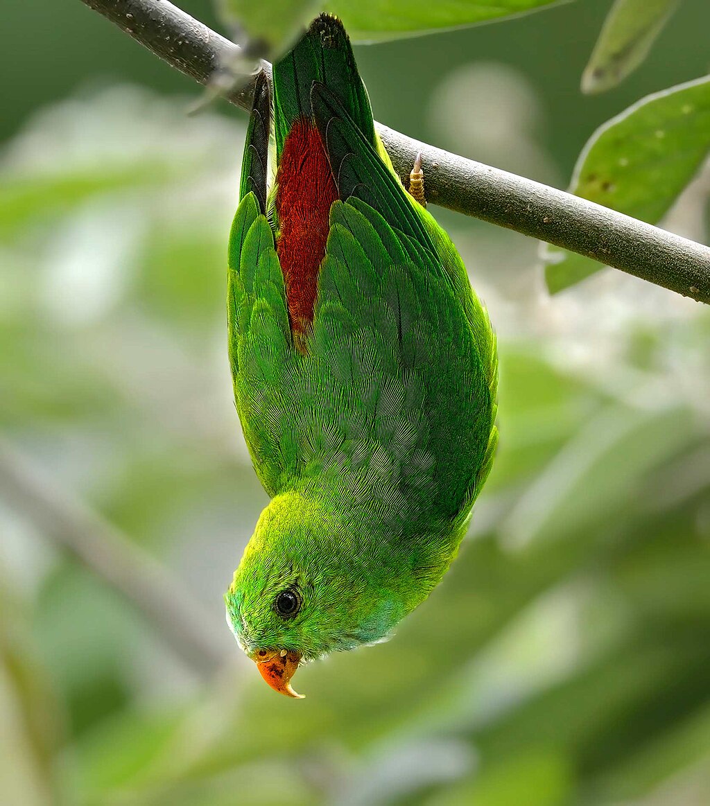 image from Hanging out in the canopy: The upside-down life of hanging parrots