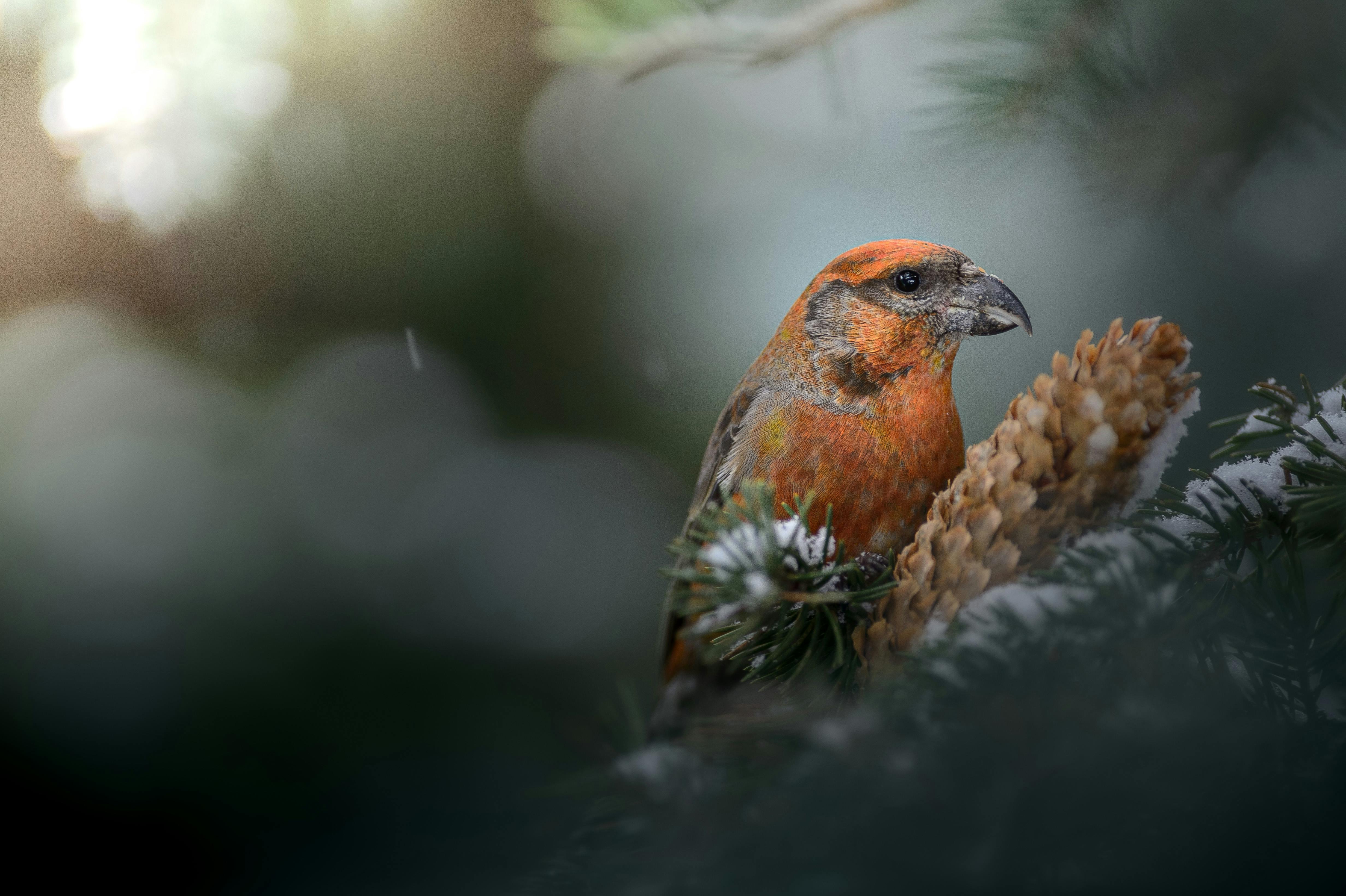 image from Crossbills: Protagonists in an Evolutionary Arms Race