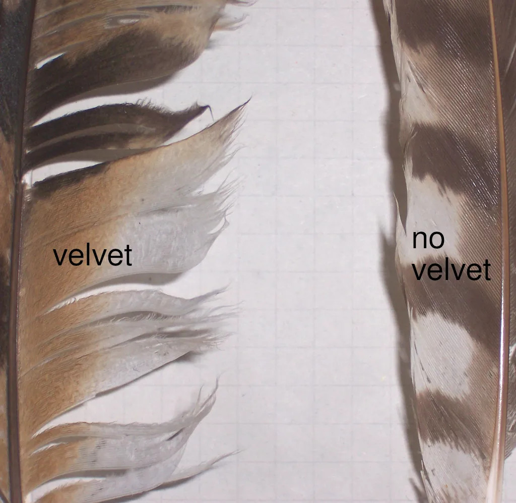 Photo of an owl feather on the left, with visible velvet, and a hawl feather on the right.