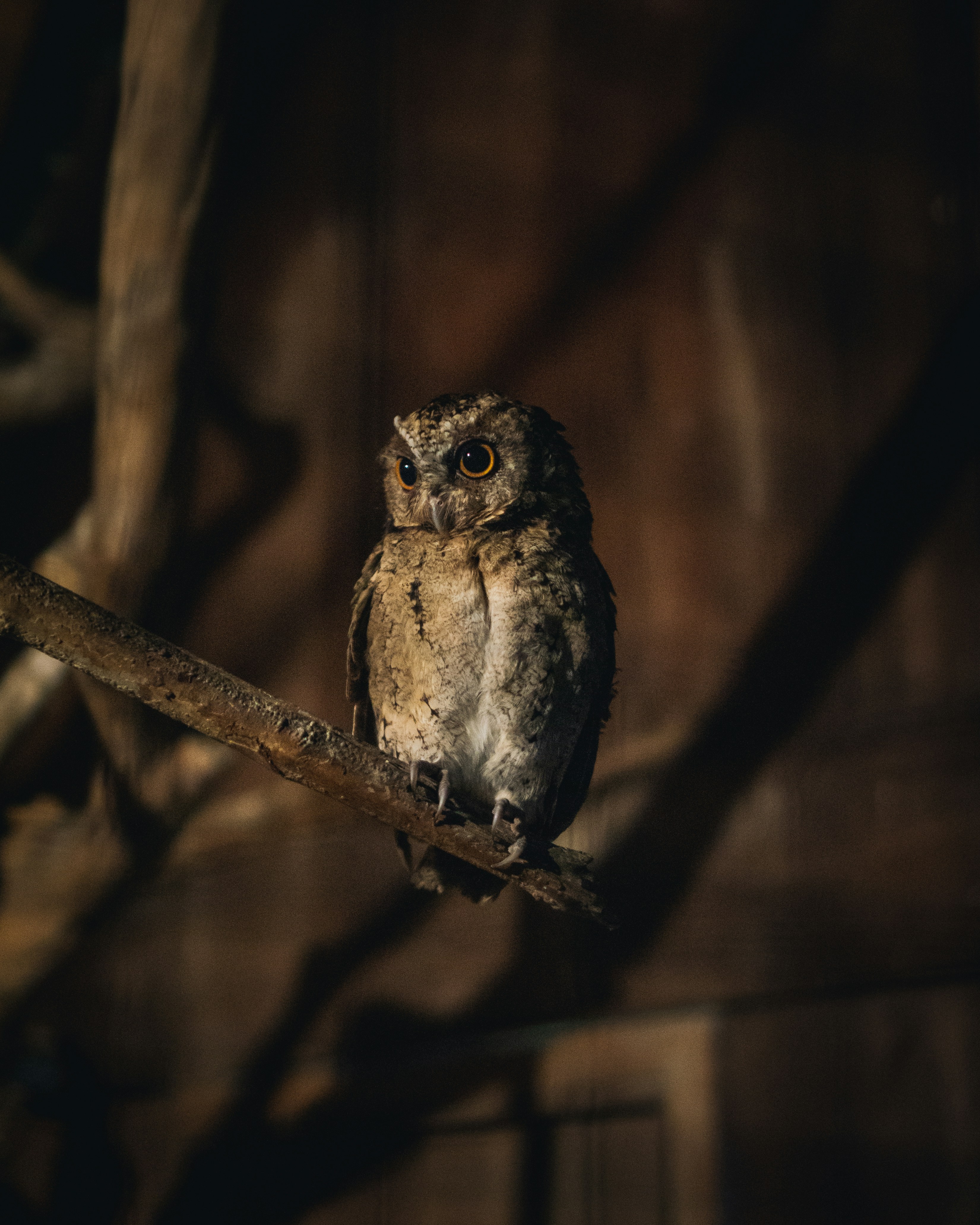 Photo of an owl sitting on a branch.